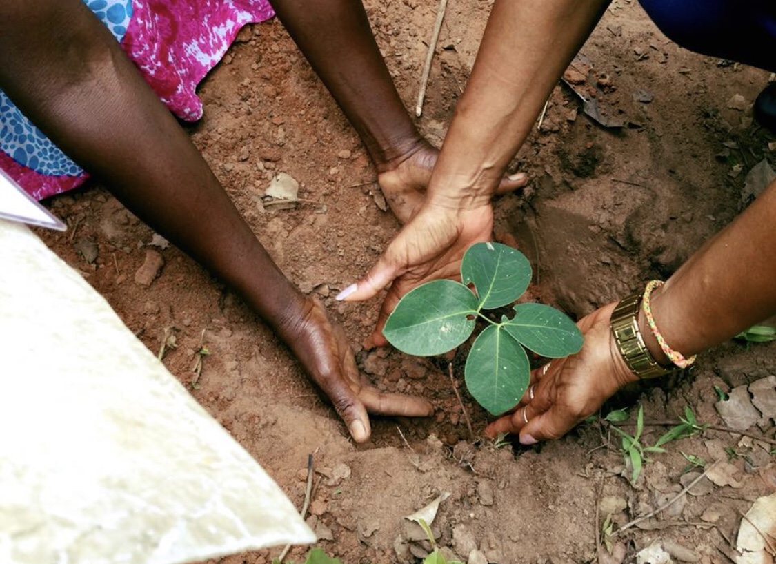 The Ministry of Agriculture and Forests invites public and private institutions to join the Reforestation Campaign
