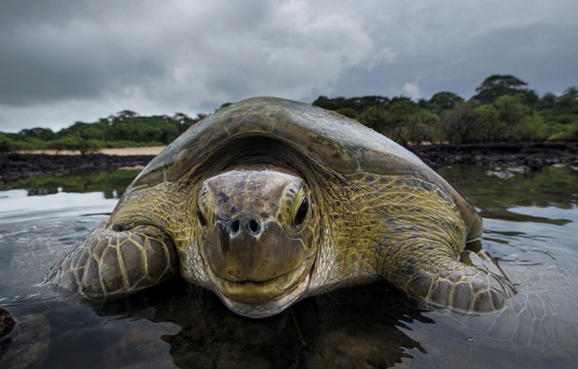 Guinea Bissau has five of seven species of sea turtle in the world|Nobalur